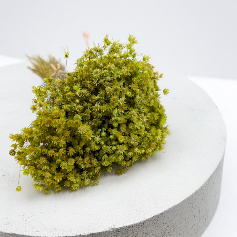 Glixia Marcela zielona.png