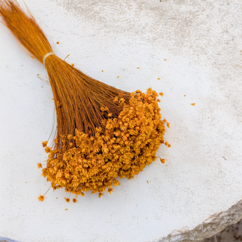 Glixia Marcela pomarańczowa 3.png