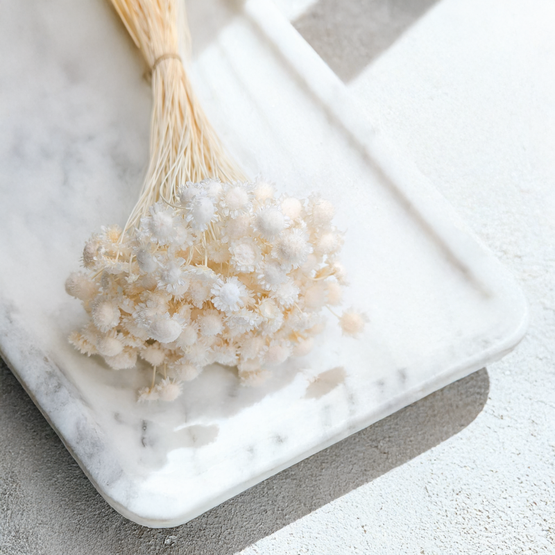 Glixia comanthera big bielona 2.png