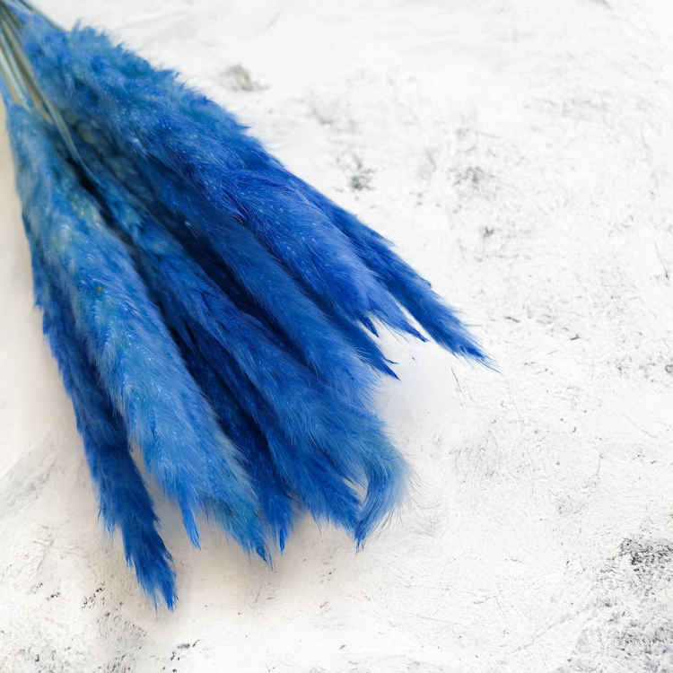 Mini pampas Niebieski 1 (1).png