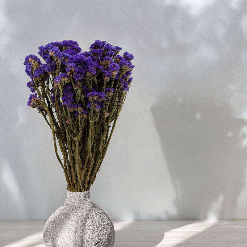 Zatrwian Fioletowy Suszony 2.png