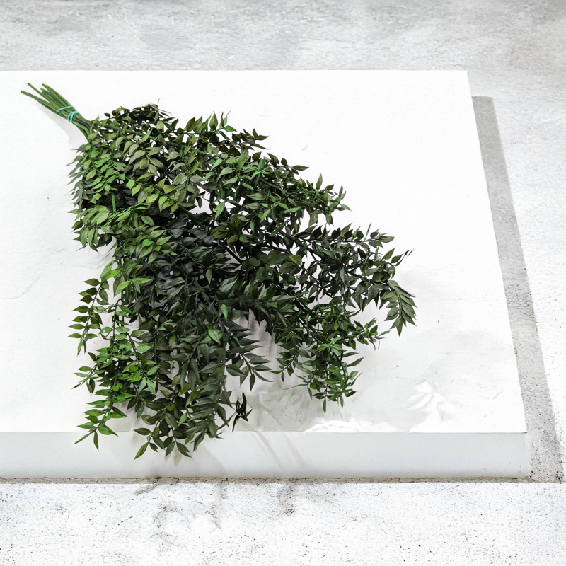 Ruskus stabilizowany Zielony (1).png