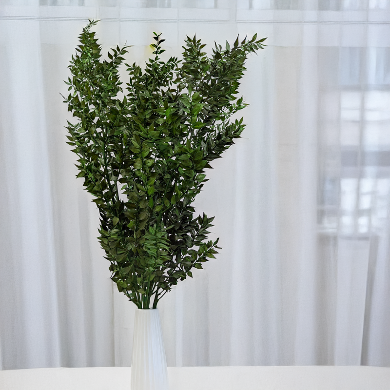 Ruskus stabilizowany Zielony 3.png