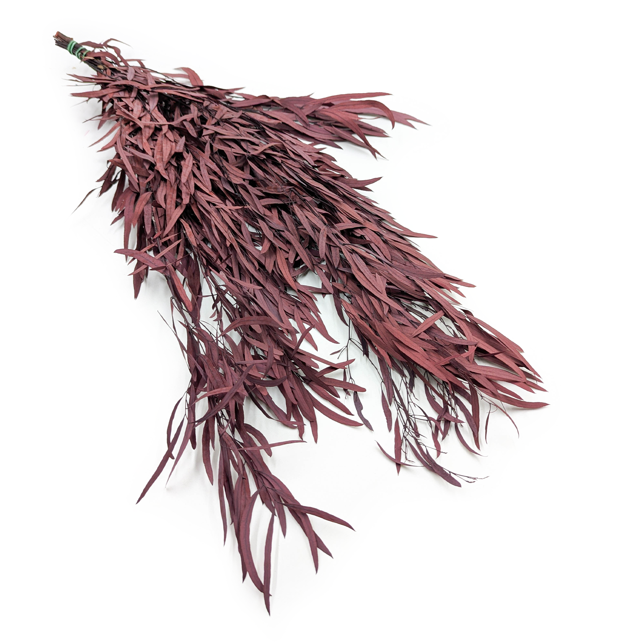 Stabilisiertes Eukalyptus - Nicoly - Rot