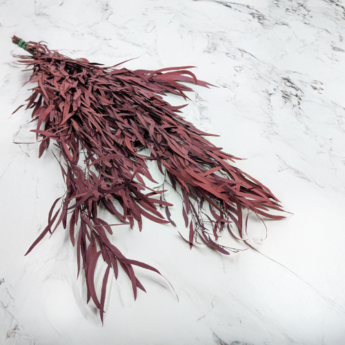 Eukaliptus Nicoly czerwony.png