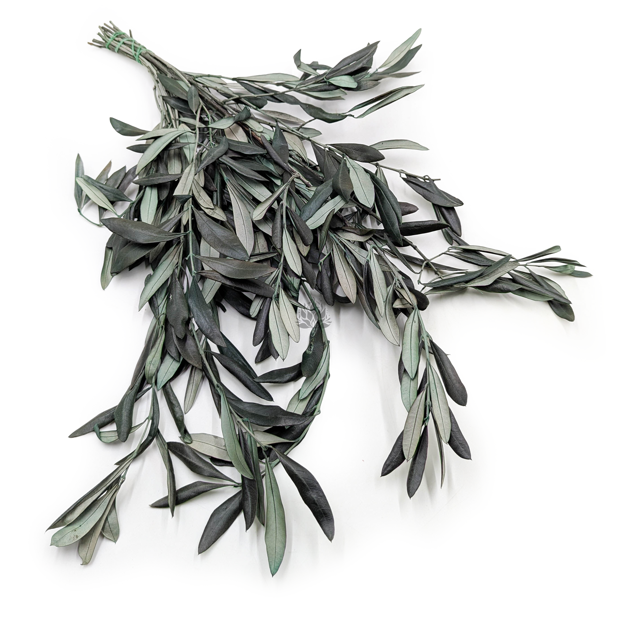 Stabilisierte Olive Silbrig – Olea – Grün