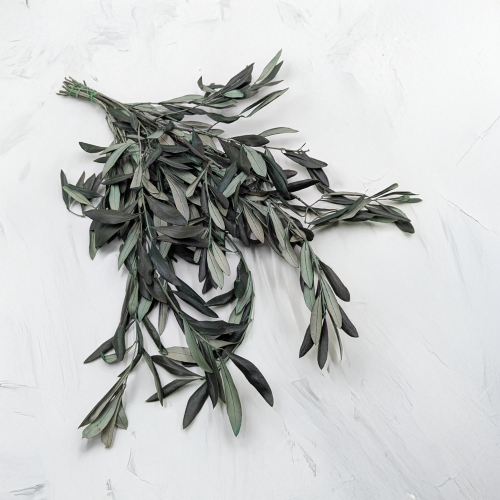 Oliwka srebrzysta Zielona.png