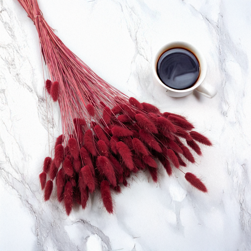 Lagurus bordowy 1.png