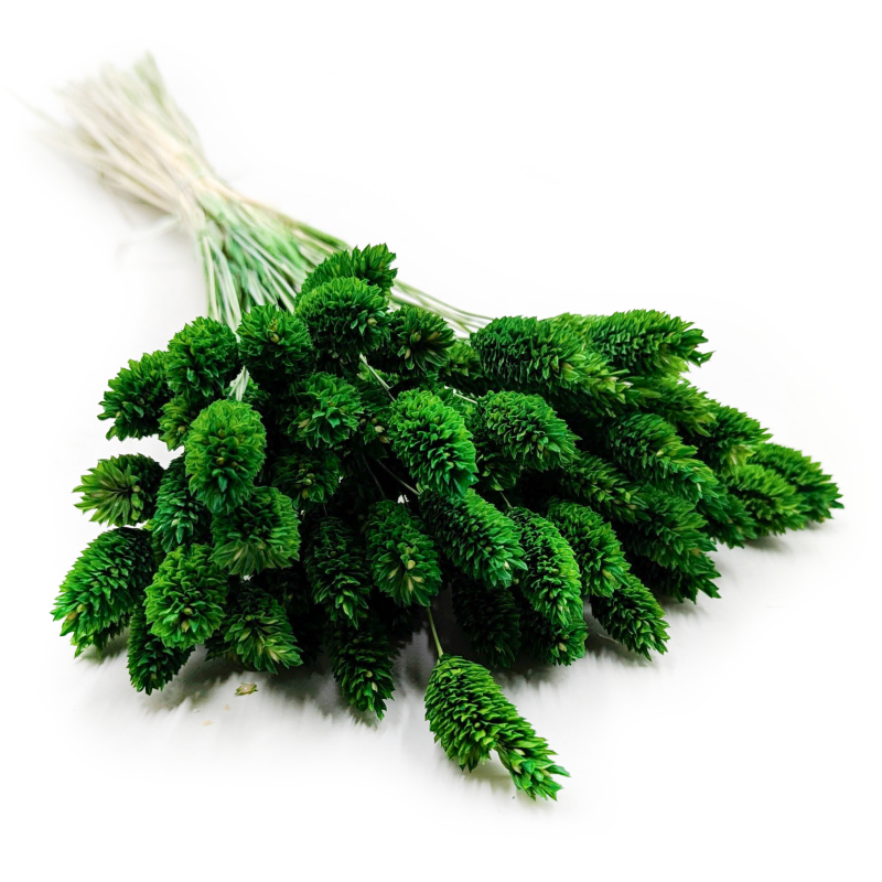 Phalaris Butelkowy Kanar Butelkowy.png