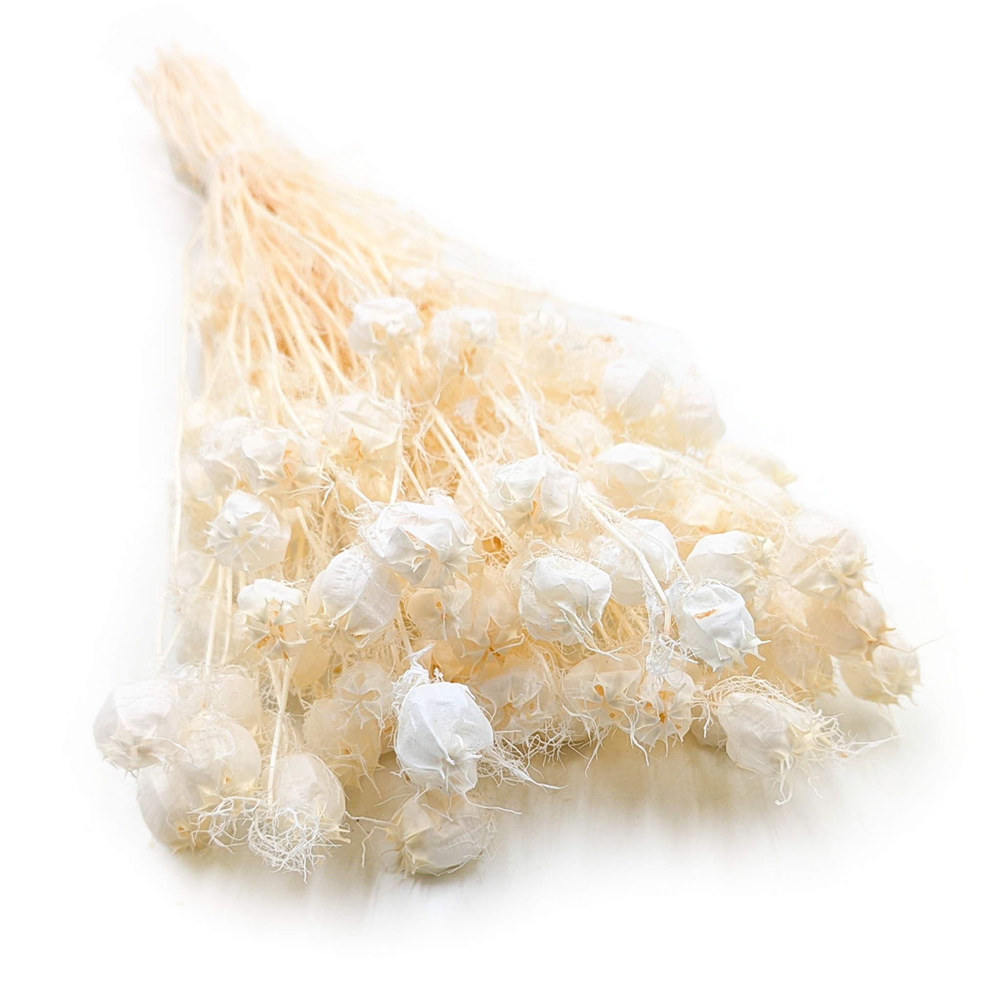 Nigella - (Nigella Damascena) - Gebleichte