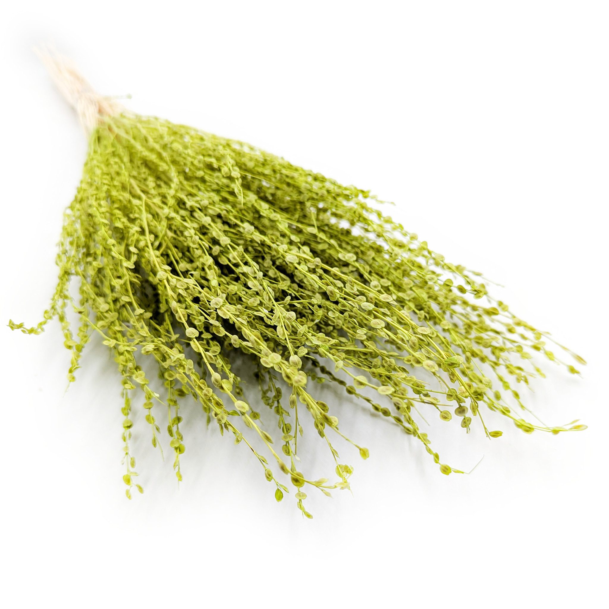 Lepidium (Lepidium sativum) - Hellgrün