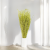 Lepidium Zielone Suszone 1.png