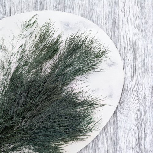 Paproć drzewiasta 1.png