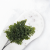 Adiantum 3.png