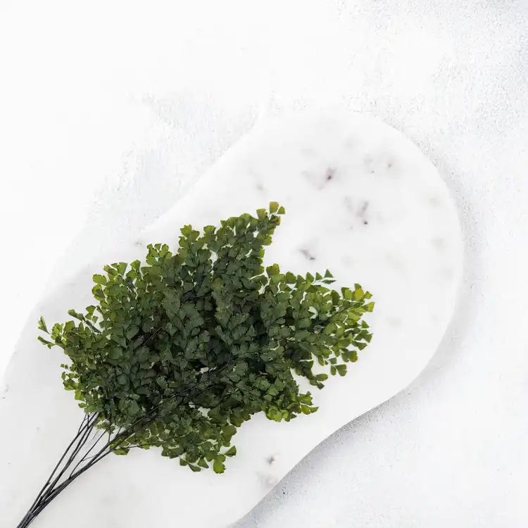 Adiantum 3.png