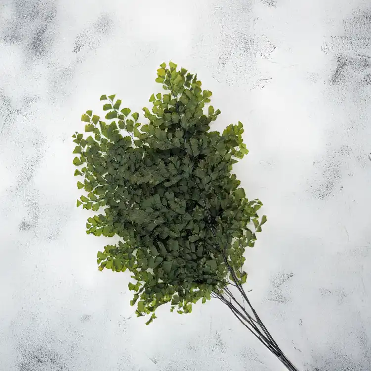 Adiantum 4.png
