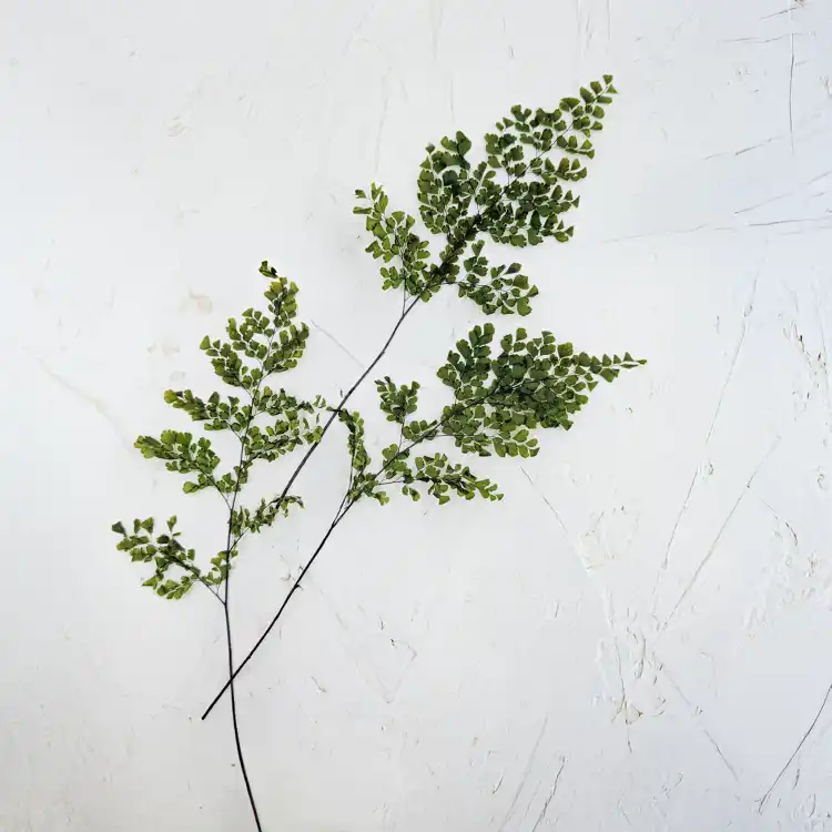 Adiantum 1.png