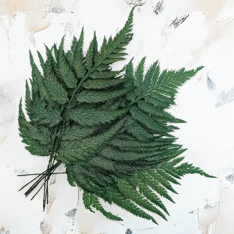 Paproć strusia.png