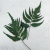 Paproć strusia 2.png