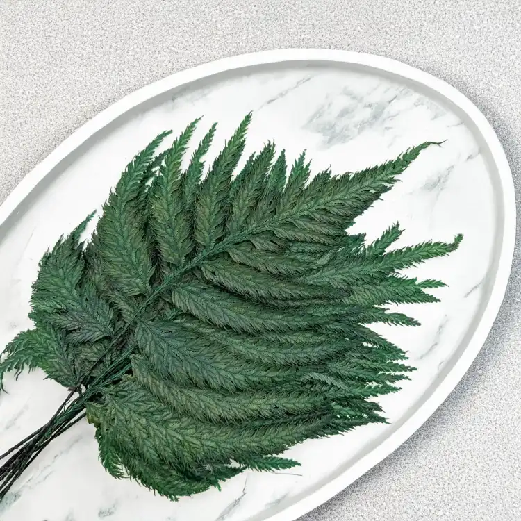 Paproć strusia 5.png