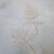 Paproć skórzasta long bielona 2.png