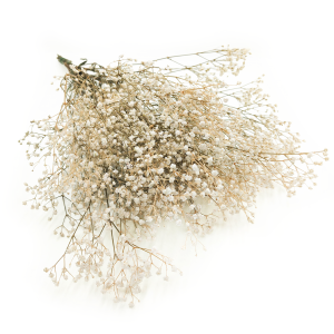 Shleierkraut Stabilisiertes - (Gypsophila) -  Weißes