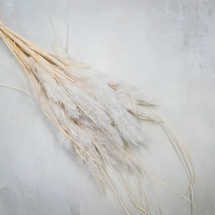 Mini Pampas bielony IT.png