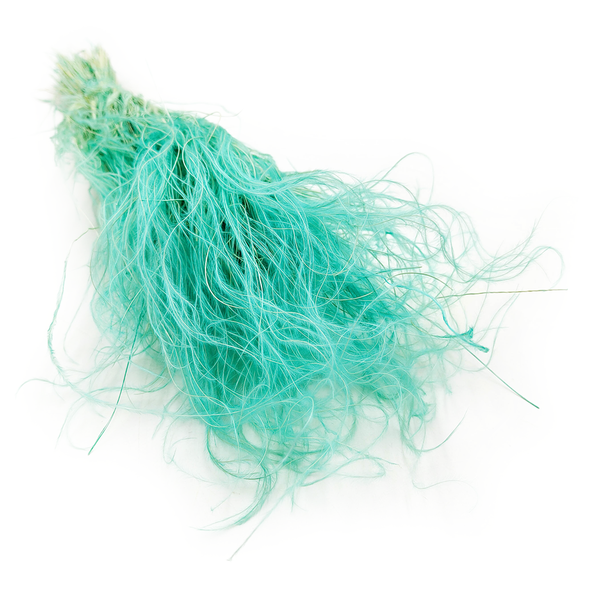 Federgras Getrocknete - (Stipa pennata) - Minze