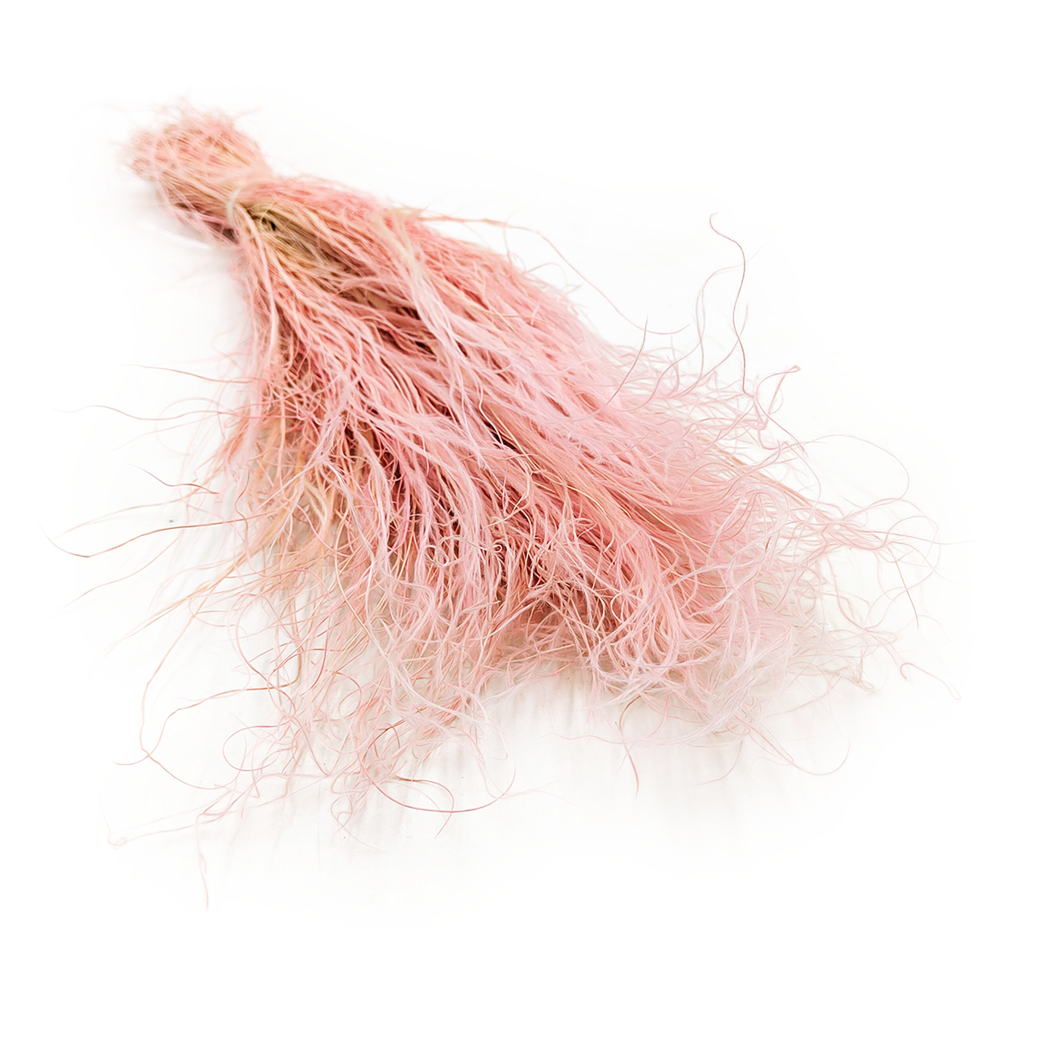 Federgras Getrocknete - (Stipa pennata) - Heidekraut