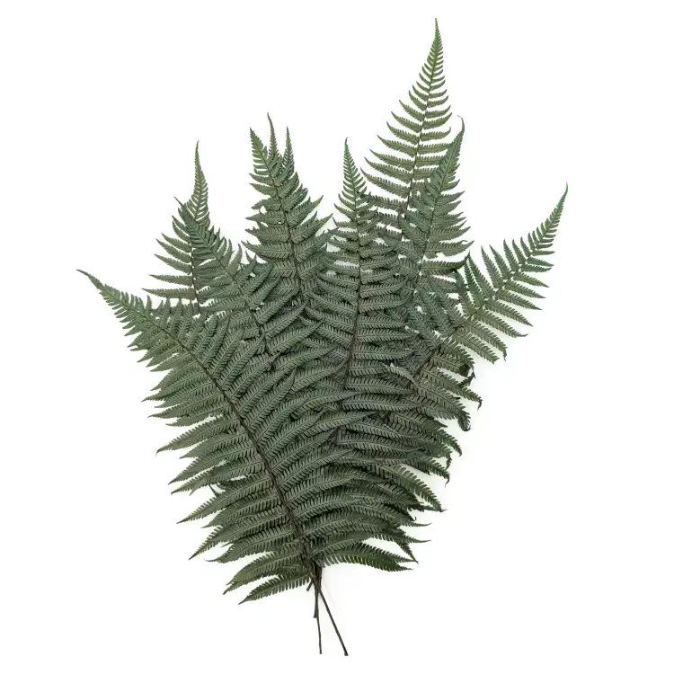 Paproć Pergaminowa Stabilizowana.png