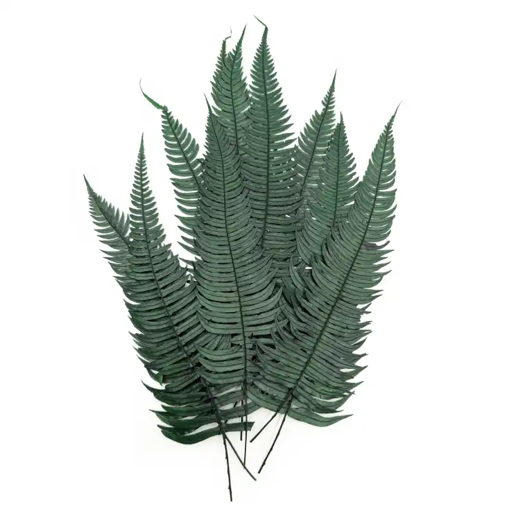 Paproć Zwyczajna Stabilizowana.png