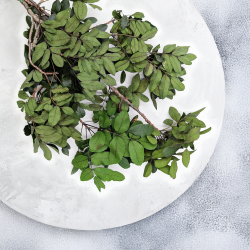 Pistacja Stabilizowana4.png