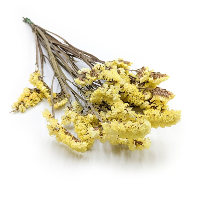 Zatrwian Stabilizowany Żółty 5.png