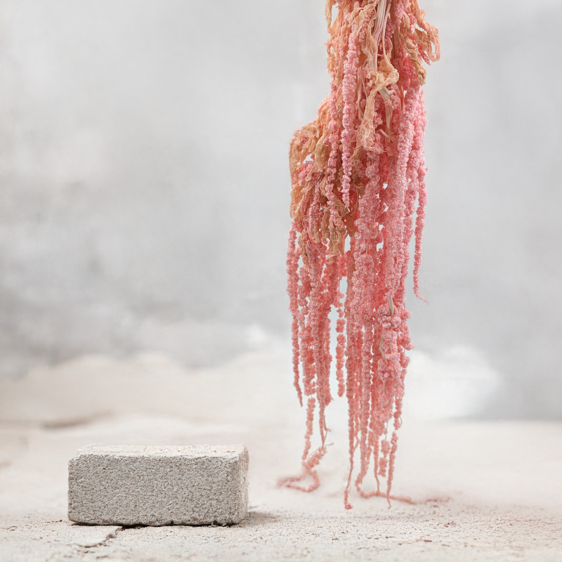 Szarłat Stabilizowany Rózowy IT 1.png