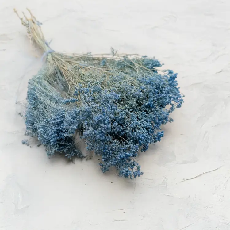 Broom Bloom Jasny niebieski.png