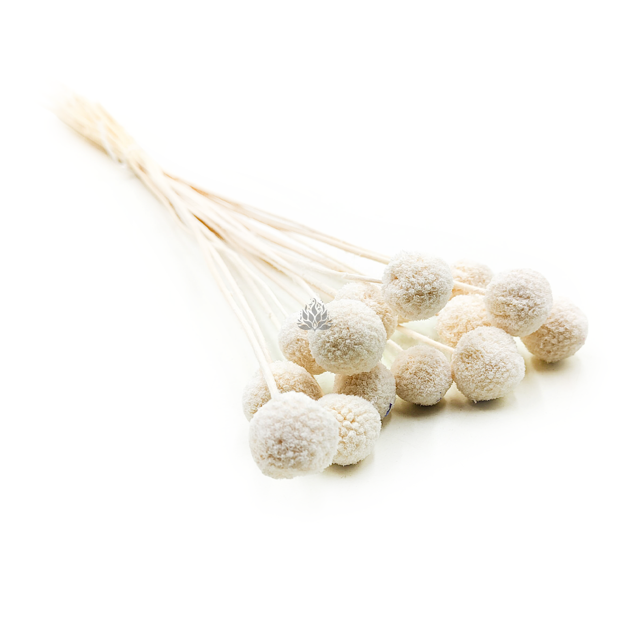 Craspedia Gebleicht - (Gebleicht Extra Craspedia) - Bouquet mit 15 Stk.