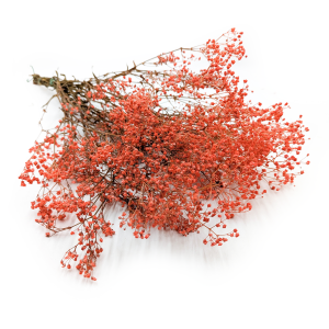 Stabilisierte Schleierkraut - (gypsophila) - Pastellorange