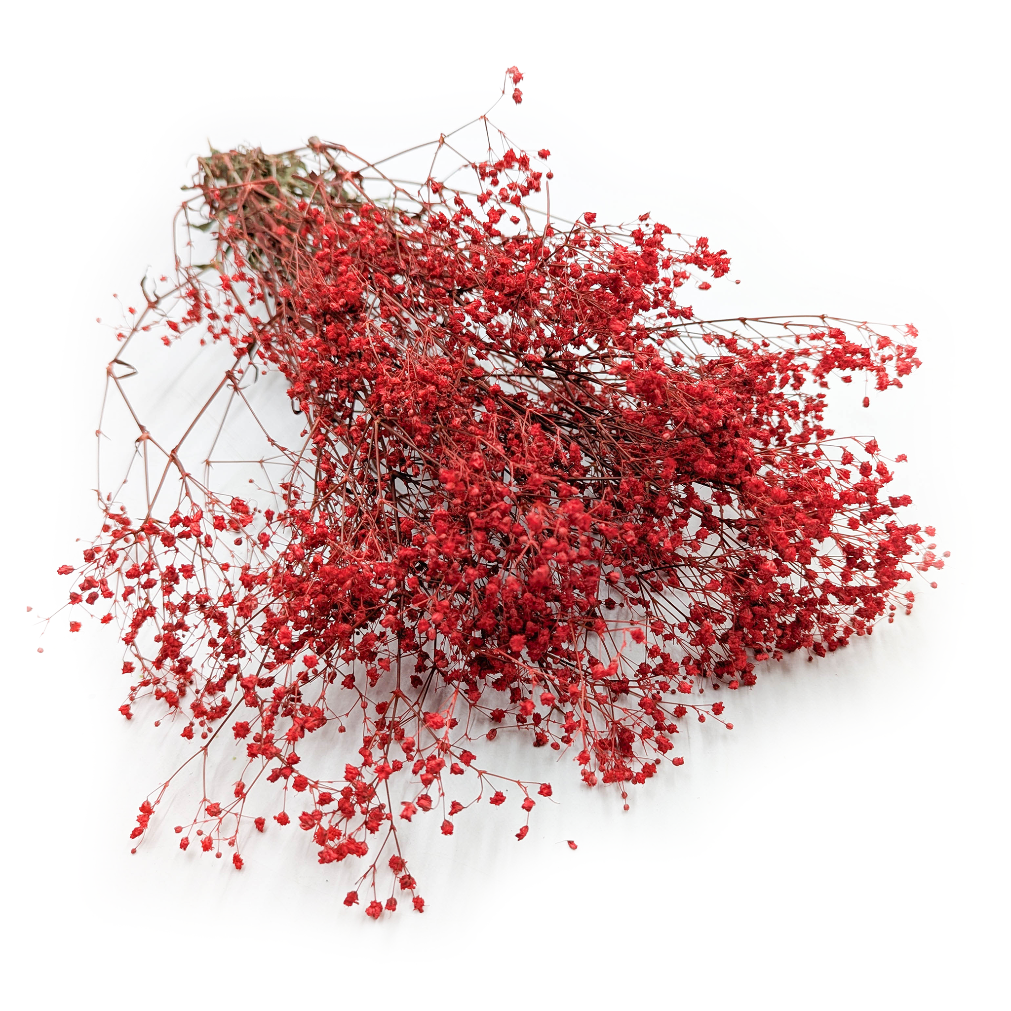 Gipsophila stabilisiert - (Gypsophila) - Pastellrot
