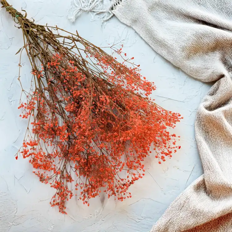 Gipsówka stablilizowana pomarańczowa Pastel IT 1.png