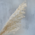 Asparagus Ming Fern ES 3.png