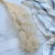 Asparagus Ming Fern ES 1.png