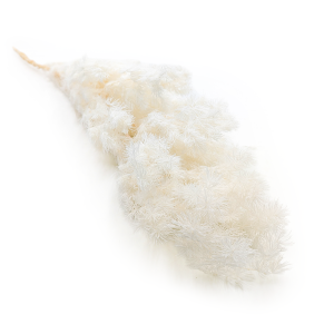 Stabilisierter Spargel - Ming Fern - Gebleicht