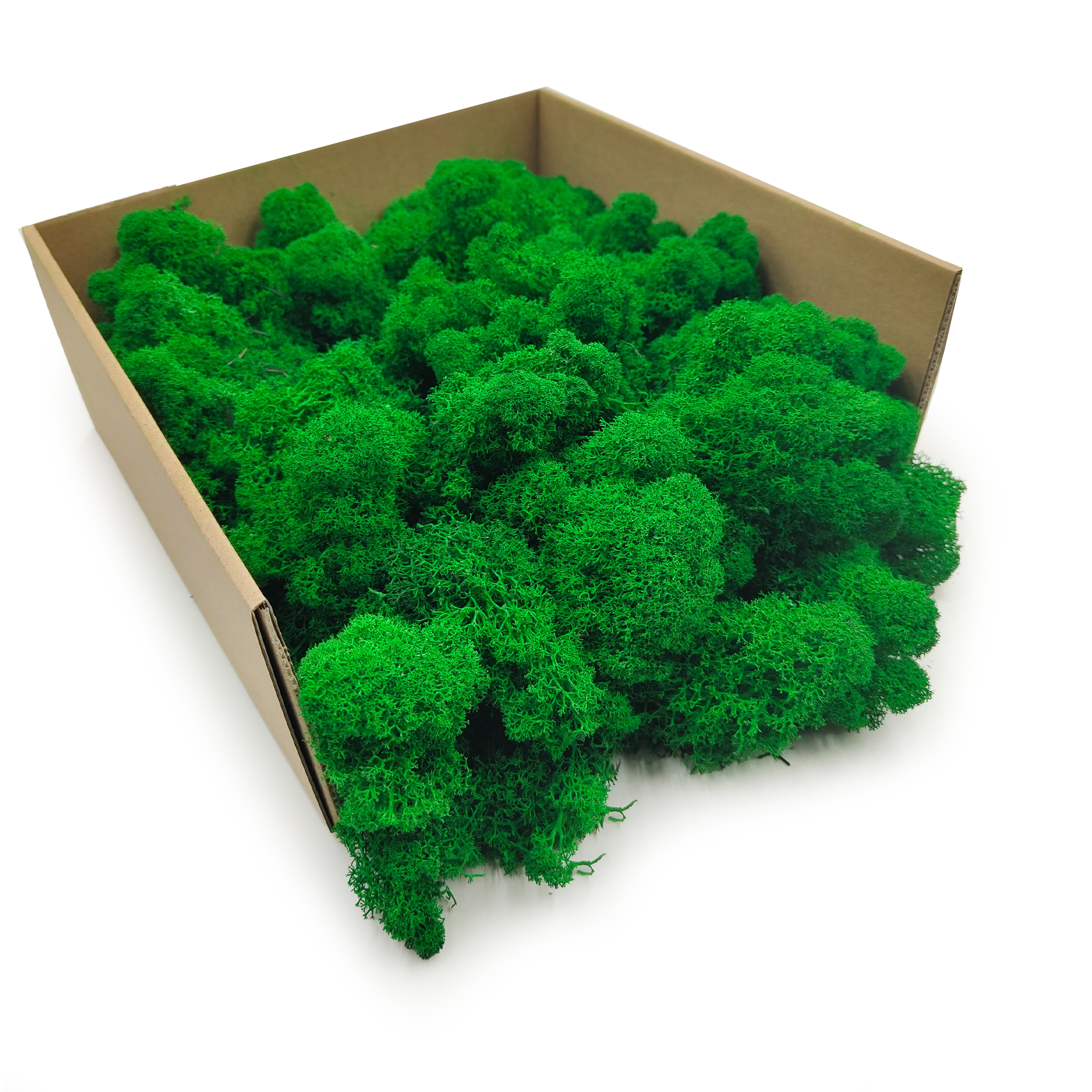 Rentiermoos Gereinigtes - Finnisch - Grün 5KG NET