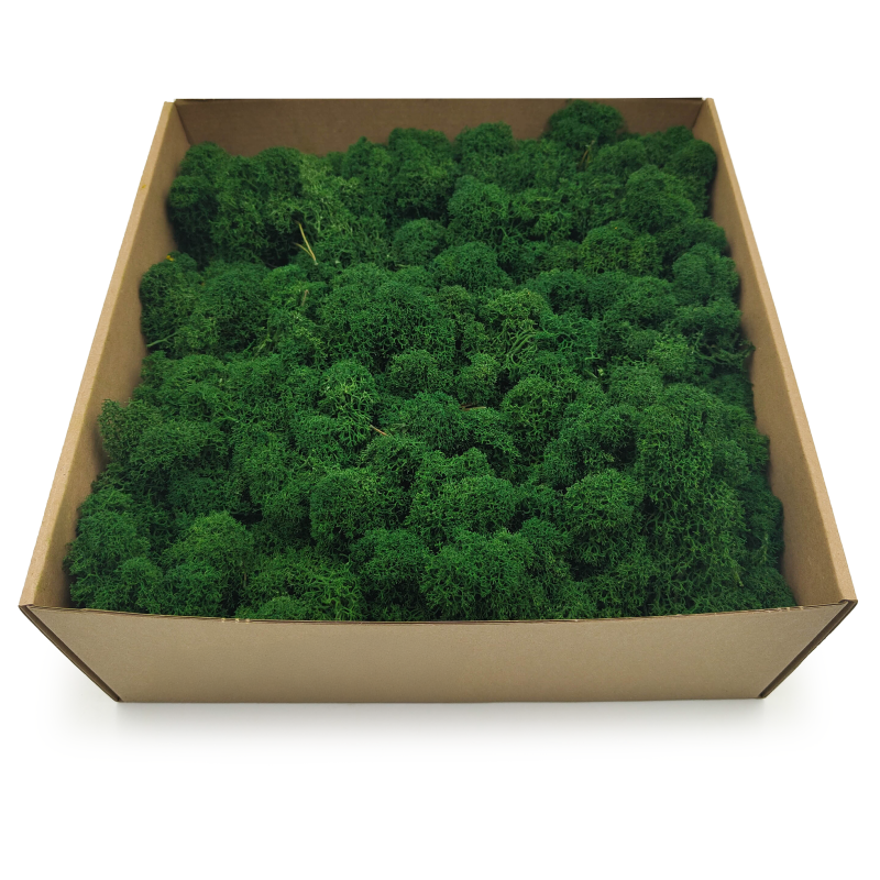 Butelkowa zielen zblizenie 1.png