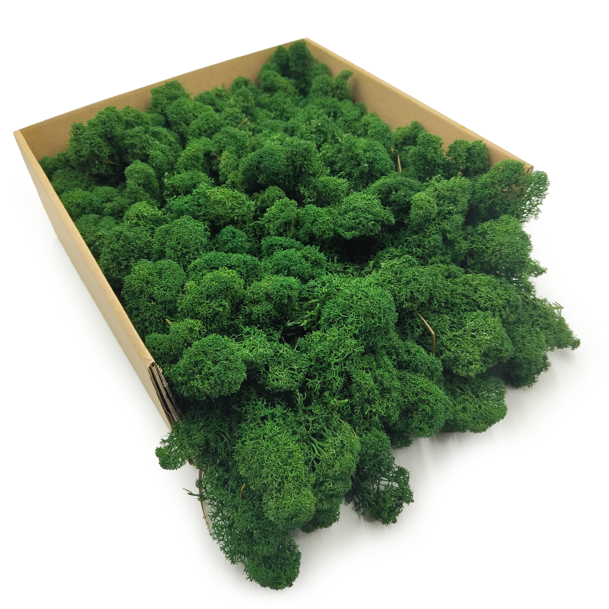 Rentiermoos Gereinigtes - Finnisch - Flaschengrün 5kg NET