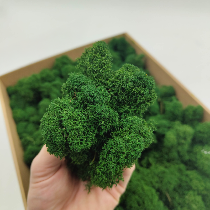 Butelkowa zielen zblizenie 2.png