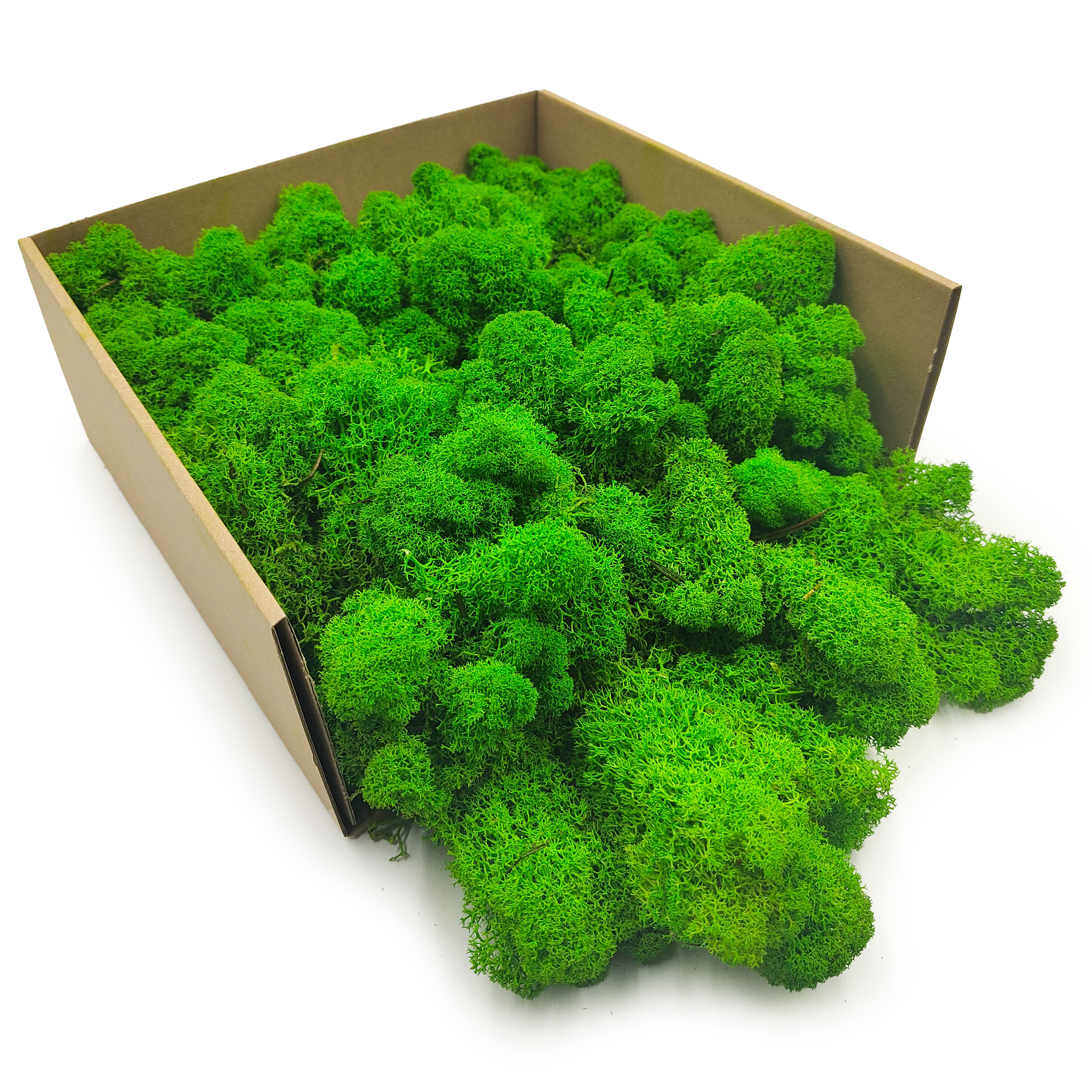 Stabilisiertes Rentiermoos - Finnisch - Sommergrün 5KG NET