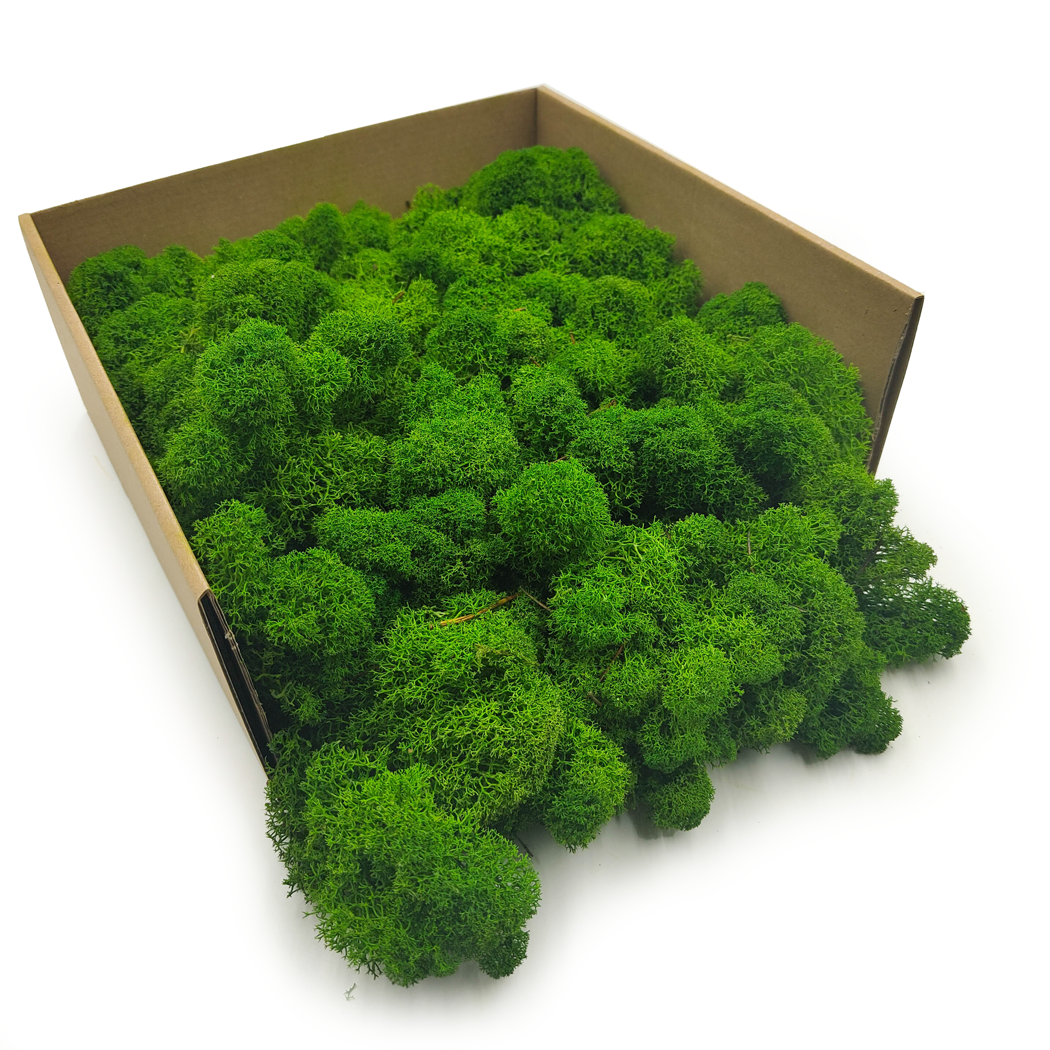 Rentiermoos Gereinigtes - Finnisch - Waldgrün 5KG NET