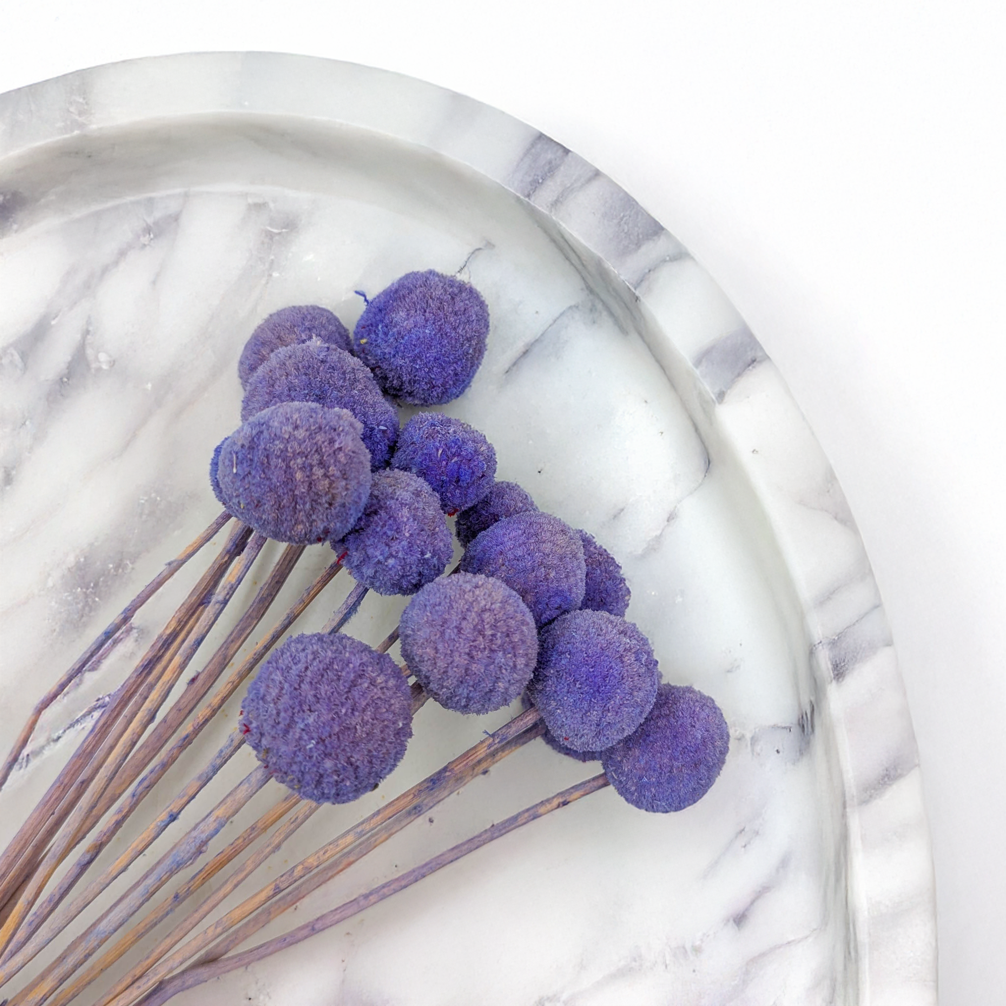 Kraspedia lawendowa