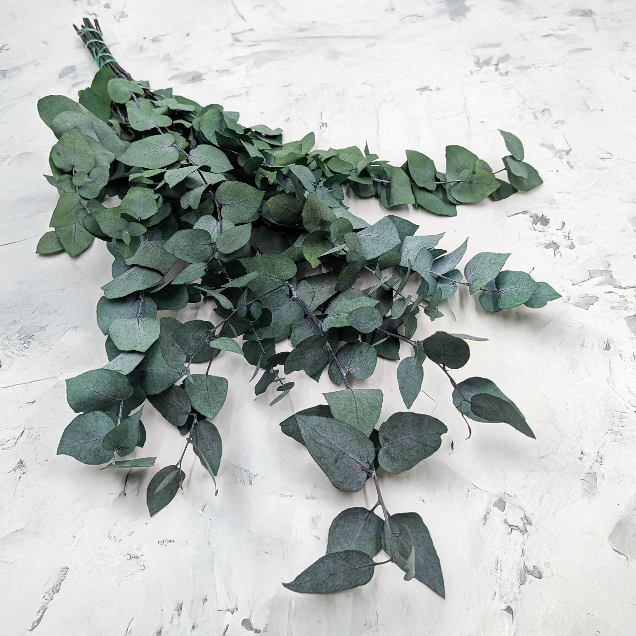 Eukalyptus Cinerea grün